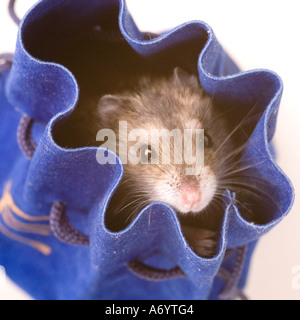 Hamster in der Handtasche Stockfoto