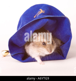 Hamster in der Handtasche Stockfoto