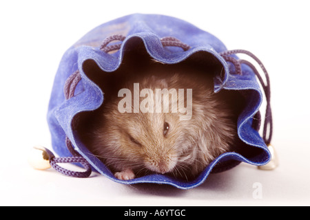 Hamster in der Handtasche Stockfoto