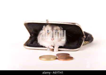 Hamster in der Handtasche Stockfoto