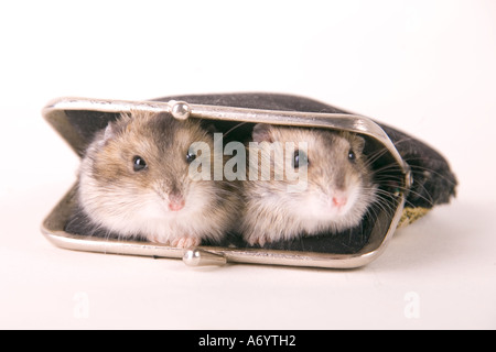 Hamster in der Handtasche Stockfoto