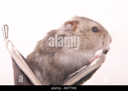 Hamster in der Handtasche Stockfoto