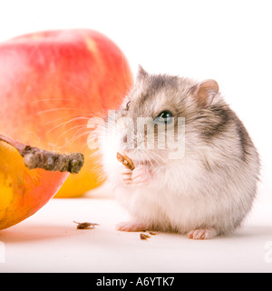 Hamster Essen Apfel Stockfoto