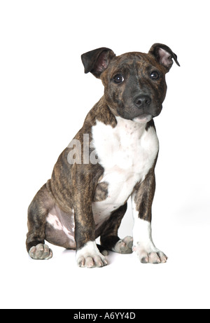 Staffordshire Bull Terrier Hund Stockfoto