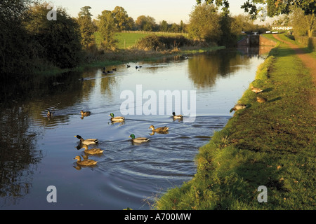 Enten schwimmen in Worcester und Birmingham Kanal Astwood Schlösser Hanbury Worcestershire Midlands England Großbritannien Stockfoto