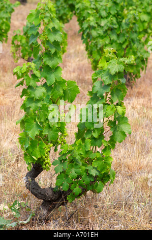 Domaine de Nidoleres. Roussillon. Reben in Gobelet Rebschnitt ausgebildet. Weinlaub. Muscat d'Alexandrie Trauben Rebsorte. In der Stockfoto