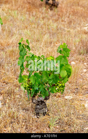 Domaine de Nidoleres. Roussillon. Reben in Gobelet Rebschnitt ausgebildet. Weinlaub. Muscat d'Alexandrie Trauben Rebsorte. In der Stockfoto