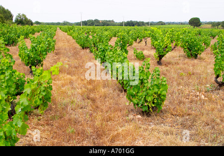 Domaine de Nidoleres. Roussillon. Reben in Gobelet Rebschnitt ausgebildet. Muscat d'Alexandrie Trauben Rebsorte. In der Gegend namens Les Alberes. Frankreich. Europa. Weingut. Stockfoto