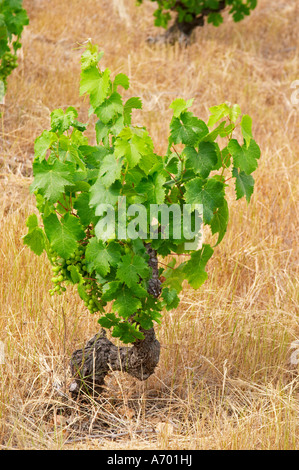 Domaine de Nidoleres. Roussillon. Reben in Gobelet Rebschnitt ausgebildet. Weinlaub. Muscat d'Alexandrie Trauben Rebsorte. In der Stockfoto