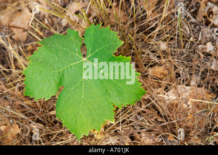 Domaine de Nidoleres. Roussillon. Weinlaub. Muscat d'Alexandrie Trauben Rebsorte. In der Gegend namens Les Alberes. Frankreich. Europa. Weingut. Stockfoto