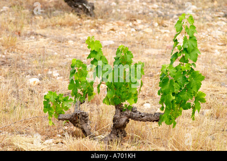 Domaine de Nidoleres. Roussillon. Reben in Gobelet Rebschnitt ausgebildet. Weinlaub. Muscat d'Alexandrie Trauben Rebsorte. In der Stockfoto