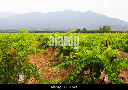 Domaine de Nidoleres. Roussillon. Syrah Trauben Rebsorte. In der Gegend namens Les Alberes. Frankreich. Europa. Weingut. Berge Stockfoto