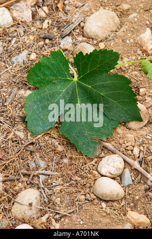 Domaine de Nidoleres. Roussillon. Weinlaub. Syrah Trauben Rebsorte. In der Gegend namens Les Alberes. Terroir-Boden. Frankreich. Europa. Weingut. Stockfoto