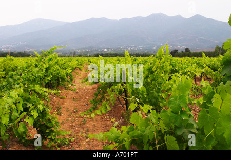 Domaine de Nidoleres. Roussillon. Syrah Trauben Rebsorte. In der Gegend namens Les Alberes. Frankreich. Europa. Weingut. Berge Stockfoto