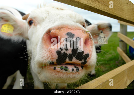 Neugierige Holstein-Friesian Kuh durch Tor Stockfoto