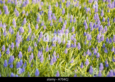 Feld der blauen Gartentraube Hyazinth Muscari armeniacum blüht in den Gärten von Keukenhof, Lisse, Holland. Blumenlandschaft im Frühling. Stockfoto