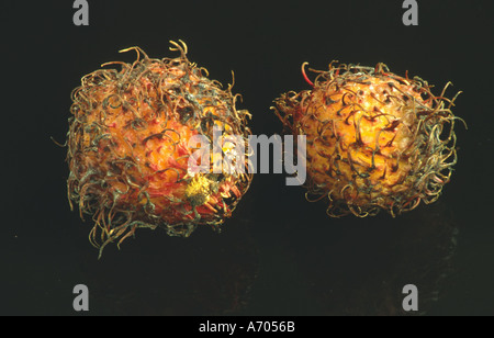 Lebensmittel Obst Obst Rambutan Nephelium Lappaceum aus Asien Stockfoto