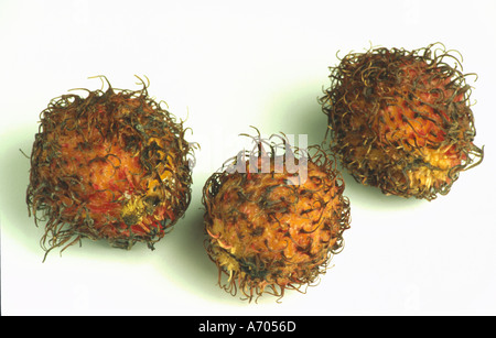 Lebensmittel Obst Obst Rambutan Nephelium Lappaceum aus Asien Stockfoto