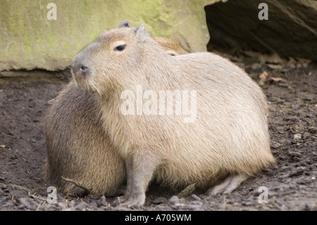 Porträt von Hydrochaeris Hydrochaeris, der Capybara, in Südamerika. Nahaufnahme des weltweit größten Nagetieres auf dunklem Boden in der Nähe eines Felsvorsprungs. Stockfoto
