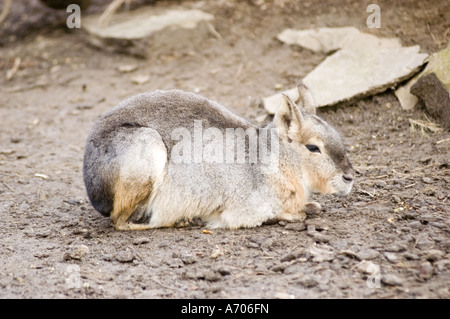 Patagonian Cavy oder Mara, Dolichotis Patagonum, sitzt auf dem Boden in Südamerika. Grosse Nagetierarten in ihrem natürlichen Lebensraum. Stockfoto