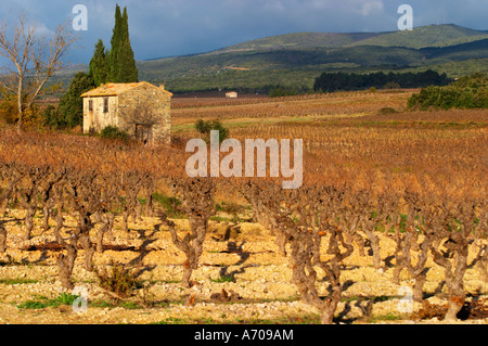 Schloss Villerambert-Julien in der Nähe von Caunes-Minervois. Minervois. Languedoc. Ein Geräteschuppen Hütte im Weinberg. Reben in Gobelet Rebschnitt ausgebildet. Frankreich. Europa. Weingut. Stockfoto