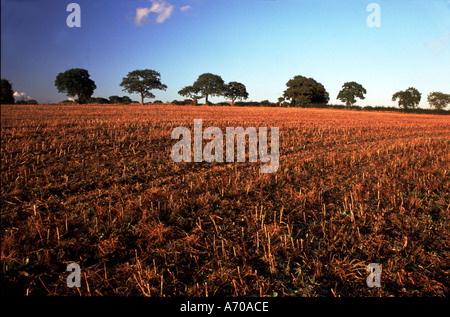 Post-Ernte Mais Feld Cheshire UK Stockfoto