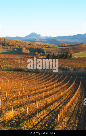 Blick über die Weinberge am Conhilac De La Montagne. Peyrepertuse vielleicht Limoux. Languedoc. Abendsonne. Frankreich. Europa. Stockfoto