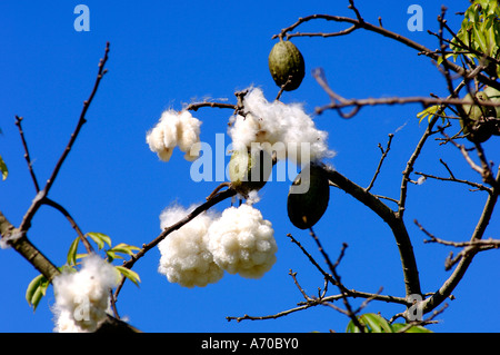 Kapok Seide – Cotton Tree Ceiba Pentandra Brasilien Stockfoto