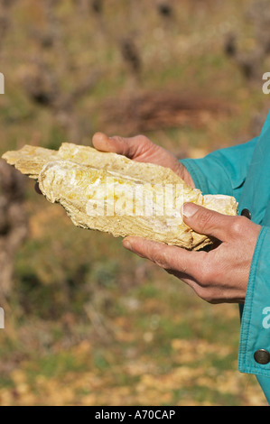 Bernard Bellahsen. Domaine Fontedicto, Caux. Pezenas Region. Languedoc. Versteinerte Austern im kalkhaltigen Boden. Terroir-Boden. Besitzer-Winzer. Frankreich. Europa. Kalkstein Kalkstein. Stockfoto