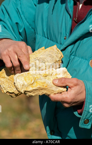 Bernard Bellahsen. Domaine Fontedicto, Caux. Pezenas Region. Languedoc. Versteinerte Austern im kalkhaltigen Boden. Terroir-Boden. Besitzer-Winzer. Frankreich. Europa. Kalkstein Kalkstein. Stockfoto