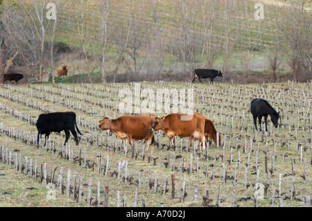 Weingut mit Kühe, Rinder, Bullen in der Nähe von Lentheric unter Ch des Estanilles. Faugères. Languedoc. Reben in Gobelet Rebschnitt ausgebildet. Frankreich. Europa. Stockfoto