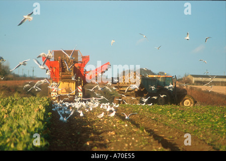 Zuckerrüben-Ernte mit schwarzen Möwen nach Harvester, Norfolk England geleitet Stockfoto