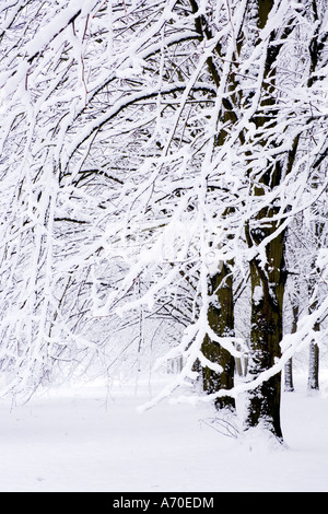 Schnee beladene Bäume am Coate Water Country Park Stockfoto