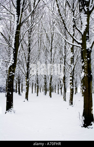 Schneebedeckte Bäume am Coate Water Country Park Stockfoto