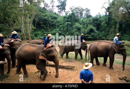 Thailand Elefanten Trainings Camp Elephant Thai Stockfoto