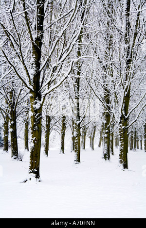 Schneebedeckte Bäume am Coate Water Country Park Stockfoto