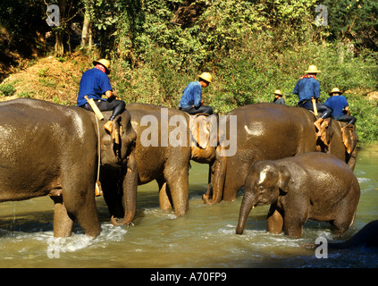 Thailand Elefanten Trainings Camp Elephant Thai Stockfoto