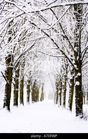 Schneebedeckte Bäume am Coate Water Country Park Stockfoto