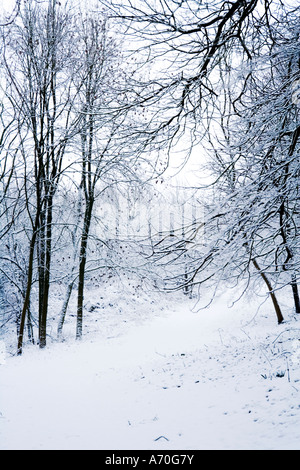 Schneebedeckte Bäume am Coate Water Country Park Stockfoto