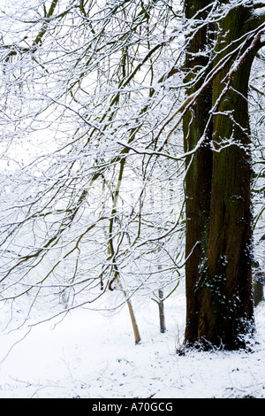 Schneebedeckte Bäume am Coate Water Country Park, Swindon, Wiltshire, Großbritannien Stockfoto