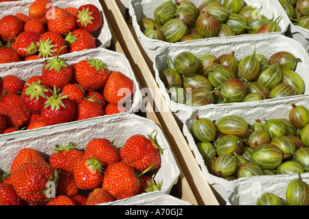 Frisch gepflückt aus biologischem Anbau von Erdbeeren und Stachelbeeren in Körben Stockfoto