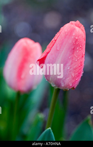 Wasser Farbe rosa Tulpen nach einem leichten Regen Stockfoto