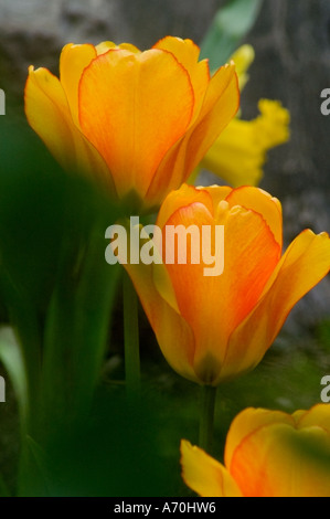 Weiche strahlende Tulpen öffnen für den Himmel zu erreichen. Stockfoto