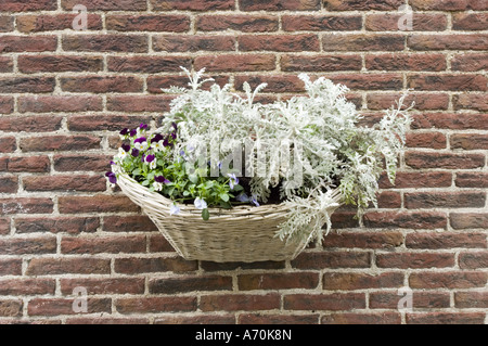 Blumen im Korb hängen an der alten Ziegelmauer in Edam Nordholland. Wunderschöne Blumenarrangements mit Stiefmütterchen und silbernem Laub auf Mauerwerk. Stockfoto