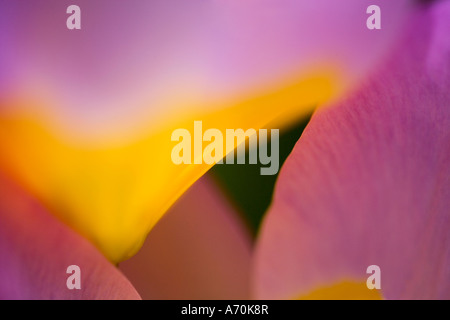 Tulpe Tulipa Chrysantha "Iran" floral abstrakte Kunst Bild Stockfoto