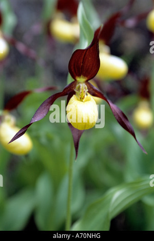 Frauenschuh, Frauenschuh Stockfoto
