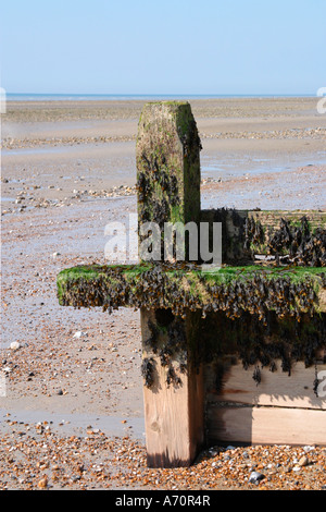 Bladderrack Seetang (Fucus vesiculosus) bedeckte bei Ebbe am Strand von Sussex die Groyne Stockfoto