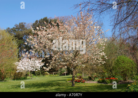 Weiße Kirschbäume (Prunus Tai Haku) blühen im englischen Garten Stockfoto