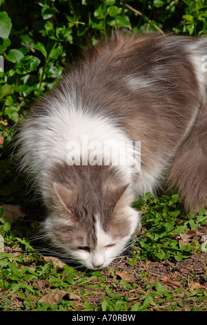 Eine Erwachsene Frau flauschige grau-weiße Katze (Felis Catus) schnüffelnde Duftspur im Garten Stockfoto