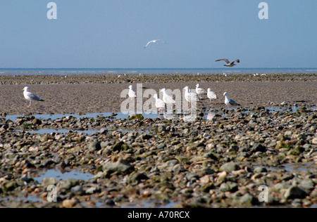 European Herring Gulls (Larus argentatus) auf der Nahrungssuche am Strand von Goring-by-Sea, West Sussex, England Stockfoto